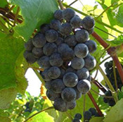 Grapevines for Sale