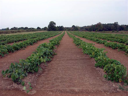Grapevines for Sale