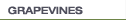 Grapevines for Sale