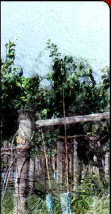 Arkansas grapes
